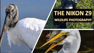 Nikon Z9 - Wildlife Photography