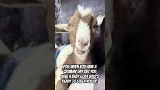 POV: When You Have A Crummy Day But You Have A Baby Goat Who’s Ready To Cheer You Up. #shorts #goats