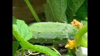 Growing Cucumbers USA Zone 10A   BEAUTIFUL!