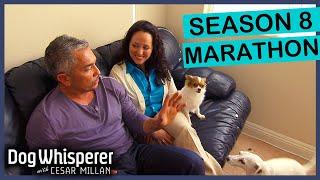 3 Hours of Dog Whisperer With Cesar Millan!