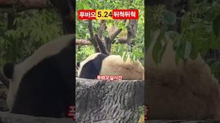 25.5.24 #푸바오 # 푸바오 실시간 잠덜깬 우래기 오늘 잘 지내죠요️#판다월드 #팬더 #애버랜드 #판다월드 #푸바오근황 #루이바오 #후이바오
