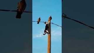 A curious cat climbs a pole to reach two birds sitting on a wire.