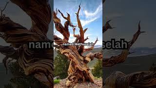 Do you know the oldest living tree in the world? #shorts #facts #funfacts