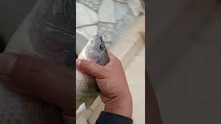 IKAN NILA BABON HASIL MANCING