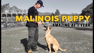 Malinois Puppy Having Fun Training - AMAZING at 1 Year OLD