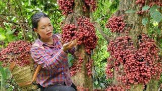 'Nature Gives Unique Fruits Huong's Harvested and to Sell at the Market".