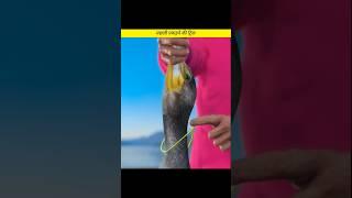 Fish Catching Trick With Duck  Unknown Facts  #shorts #facts #factsvideo