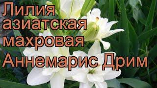 Лилия азиатская махровая Аннемарис Дрим  обзор: как сажать, луковицы лилии Аннемарис Дрим