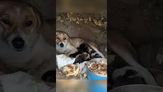 One night, a stray dog mother came to the door seeking help.