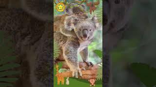 Cute Koala Munch Bunch 