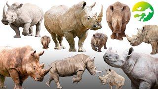 Learn The RHINO Classification ( Animal Sound ) - Characteristics of Animals