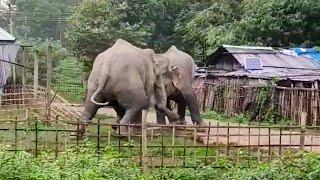 Elephant Fight |||| हाथी की लड़ाई हो गई #elephant  #assamanimals#elephantfighting