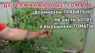 #Детерминантные #томаты - более детально про #формирование в теплице и открытом грунте.