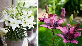 How to Plant Asiatic Lilies: Summer Garden Guide