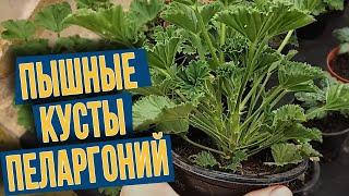 ПЕЛАРГОНИЯ ФОРМИРОВАНИЕ КУСТА! КАК СДЕЛАТЬ ПЫШНЫЕ КУСТЫ ГЕРАНИ ДЛЯ ОБИЛЬНОГО ЦВЕТЕНИЯ