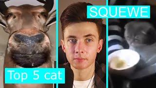 ХЕСУС СМОТРИТ: TOP 5 CATS, TOP 5 REASONS WHY YOU SHOULD GET A DOG | SQUEWE | REACTION/РЕАКЦИЯ