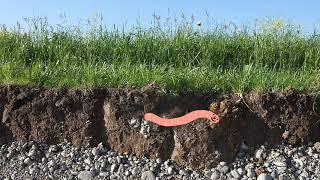 how fast can a worm wiggle through the dirt