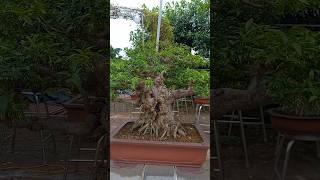 cây mai chiếu thủy thân nhiều nu đẹp quá #bonsai #bonsaitree #caycanh #bonsaipt #foryou