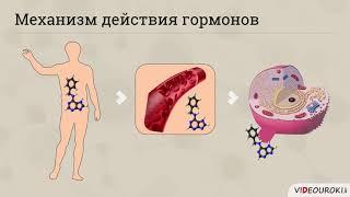 Роль гормонов в обмене веществ, росте и развитии организма