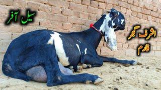 Nagra Beetal Goats Looking For New Home - Ashraf Gujjar Goat Farm