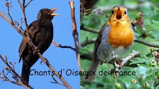 CHANTS d'OISEAUX de FRANCE, 30 chants