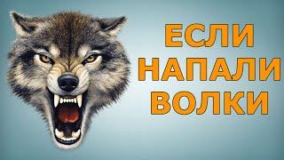 ЧТО ДЕЛАТЬ, ЕСЛИ НАПАЛИ ВОЛКИ