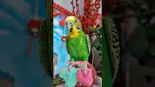 #带着宠物去赏花 #年轻人养宠图鉴 #你好新学期  #parrot #cute #pets