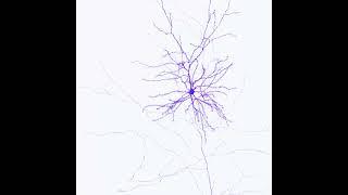 A very big neuron