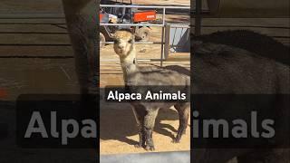 Alpaca Animal ని ఎప్పుడన్నా చూశారా?