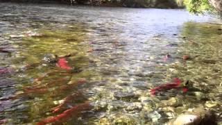 Salmon Run - Salmon Arm, BC