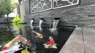 The Formal Koi Pond Singapore