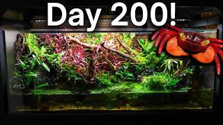 The Giant Vampire Crab Paludarium 200 Days Later!