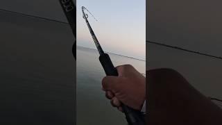 How to Catch a Barracuda (Fishing Techniques)