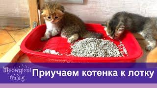 Топ 6 способов быстро приучить котенка к лотку?