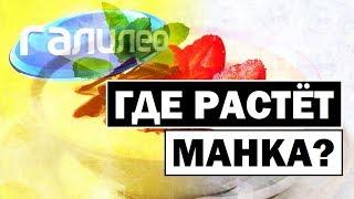 #Галилео | Где растет манка? 