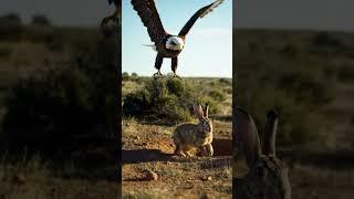Hunting the Rabbit on the Hills 9:16-1010 #eagles #hunting #rabbits #shorts