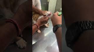 Yesterday was a tough day for him !#cat #kitten #deworming #kittenlove #Naughty#pet
