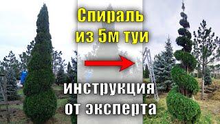 5м. Спираль из туи от эксперта. мастер - класс по стрижке, туя смарагд обрезка и формирование туи