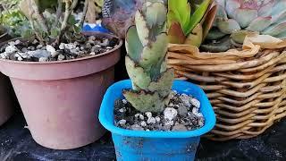 My Neglected Plants️