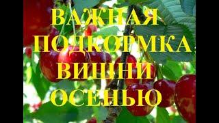 Не пропустите для вишни самую нужную подкормку  осенью!