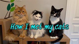 STORYTIME: How I Met My Cats