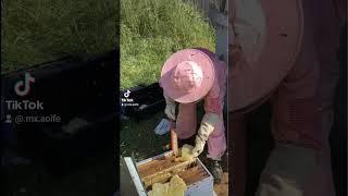 #girl #beeremoval #australia #honeycomb #honey #beautiful #love #diy #woodworking #fyp #pink #fun