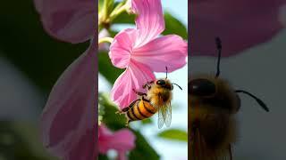 How Bees Make Honey #Bees #NatureFacts #Honey #Shorts