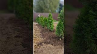 КАК НЕ НУЖНО САЖАТЬ ТУИ У ЗАБОРА