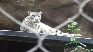 Snow Leopard Penny　ユキヒョウ　ペニーちゃん　San Diego Zoo