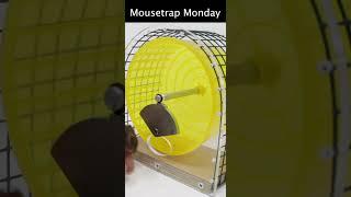 This Exercise Wheel Mouse Trap Is Genius.  Mousetrap Monday