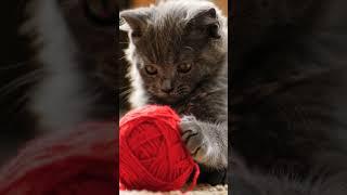 cute kitten