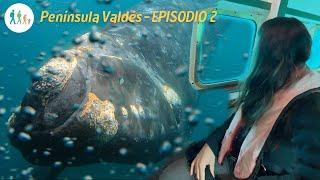 3 Maneras de Ver BALLENAS en Península Valdés. Submarino de Ballena Franco Austral