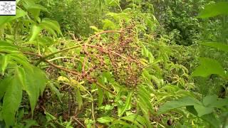 Elderberry Or Water Hemlock?