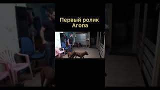 Первый ролик Агопа #Shorts @Питбули Dragon life #питбули